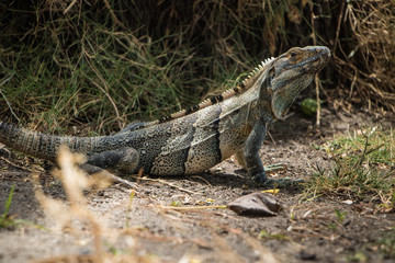Iguana on Costa Rica beach