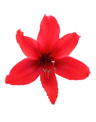 Amaryllis Hippeastrum flower isolated with clipping path.
