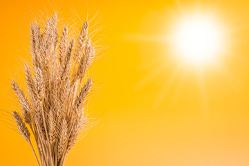 cereal against the sky and Sun