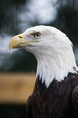 A portrait of an eagle