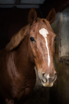 Beautiful bay horse in a stable stall