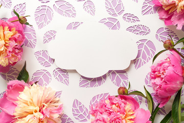 Pink peonies on white background cut from paper