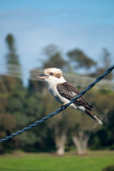 An Australian kookaburra on a powerline