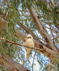 A Kookaburra sitting in a eucalytus tree
