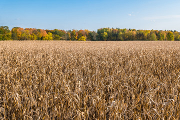 Corn field