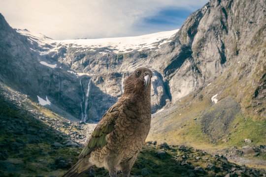 Kia, New Zealand's native parrot in front of snow-capped Mount Talbot, New Zealand