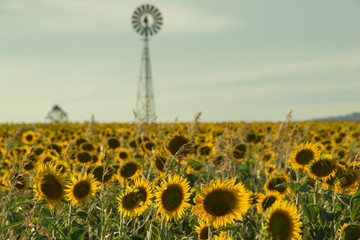 Sunflowers amongst a field next to a windmill in the afternoon in Nobby, Toowoomba Region, Queensland.