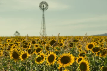 Papier Peint photo Tournesol Sunflowers amongst a field next to a windmill in the afternoon in Nobby, Toowoomba Region, Queensland.