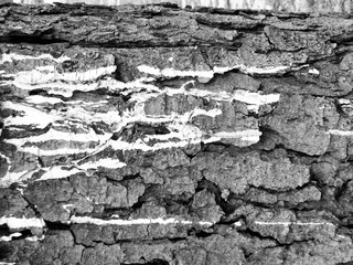 Inhomogeneous texture of the tree bark with horizontal stains of paint. The structural lines create a volume texture. Light dabs of paint on a dark background of the bark create a pronounced contrast.