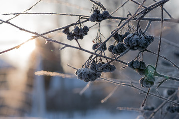 Frozen berries, frosty branches