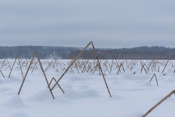 Frozen and snowy lake, winter landscape