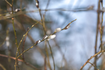 Willow branch