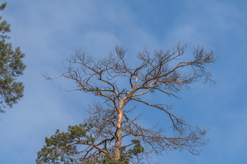 Tree, branches, sky,