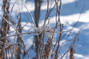 Frozen plants