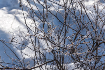 Obraz premium Frozen plants