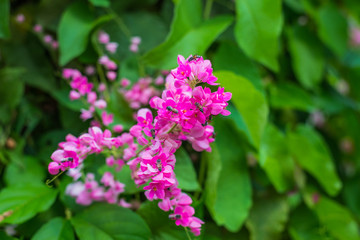 Fototapeta na wymiar Beautiful pink flowers on green grass background