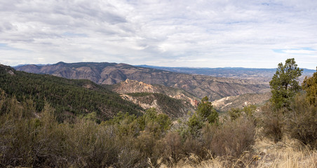 Pinyon Forest in January, GIla National Forest, road to Gila Cliff Dwellings near Silver City, New Mexico