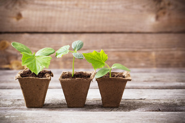 cucumber seedlings on a wooden background