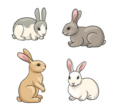 Set of Rabbits - vector illustration