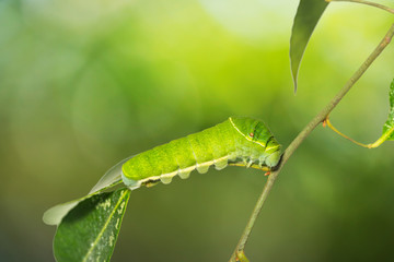 Paris Peacock (Papilio paris) caterpillar
