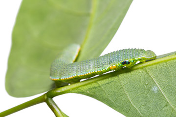 Great Orange Tip (Hebomoia glaucippe) caterpillar