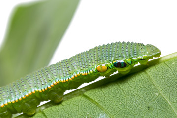 Great Orange Tip (Hebomoia glaucippe) caterpillar