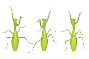 Giant Asian mantis (Hierodula membranacea)