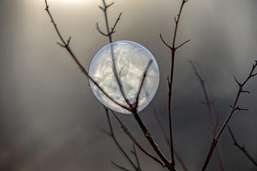 Frozen soap bubble in the branch