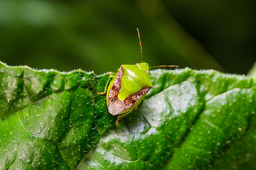 Brownwinged green bug (Plautia crossota)