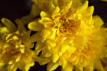 yellow bright chrysanthemums