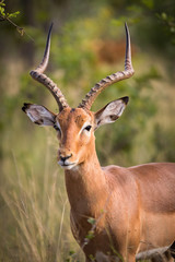 The impala (Aepyceros melampus) male
