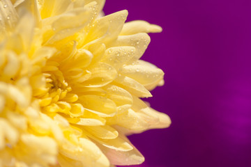 yellow bright chrysanthemums