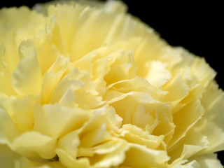 Close up of Carnation