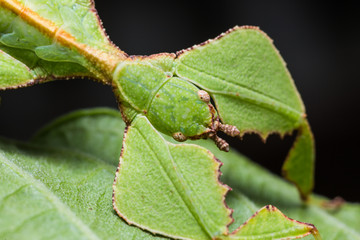 Close up of leaf insect (Phyllium westwoodi)