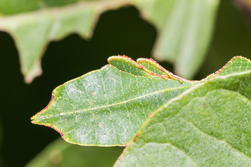 Female leaf insect (Phyllium westwoodi)