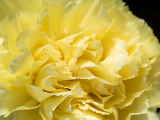 Close up of Carnation