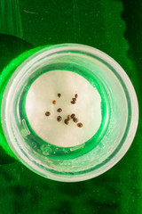 hemp seed in jar on wooden table