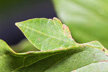 Male leaf insect (Phyllium westwoodi)