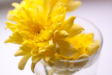 Fototapeta premium yellow bright chrysanthemums