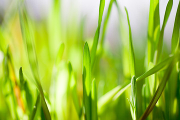 Fototapeta na wymiar Spring fresh green grass close-up only grown