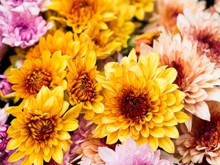 Close up Chrysanthemum flower.