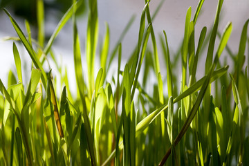 Obraz premium Spring fresh green grass close-up only grown