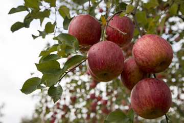 apple farm