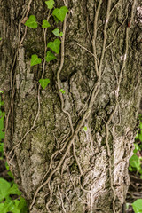 Climbing plant on the dried bark