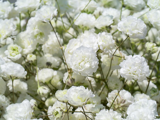 Fototapeta na wymiar Close up of white gypsophila flower