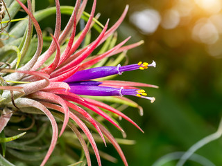 Obraz premium tillandsia air plant.