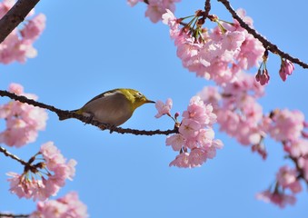 日本の桜の花にメジロ