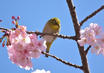 日本の桜の花にメジロ