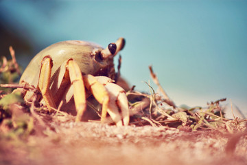Little crab in the beach - Horizontal