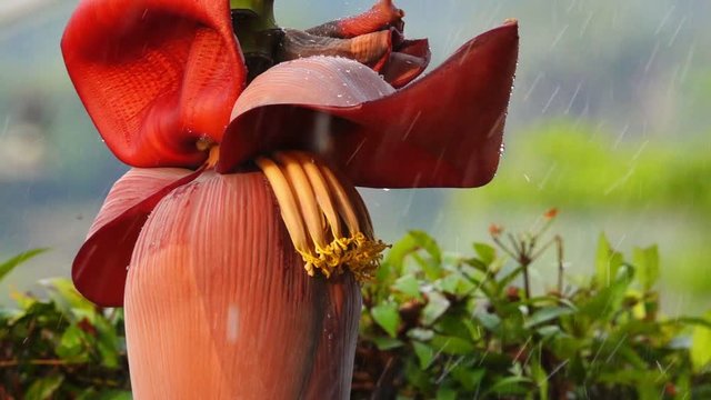 Banana flower in tropical rain.
Banana red flower in the rain with soft morning light at sunrise,HD slow motion.